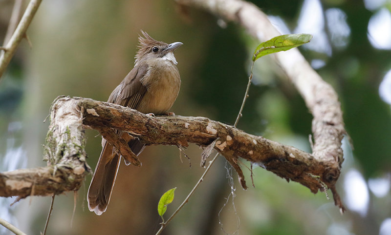 Ochraceous Bulbul