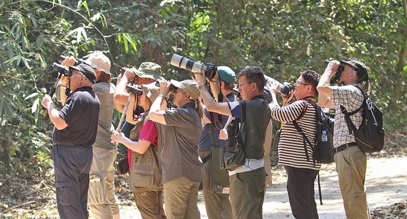 Orange-breasted Trogon watching