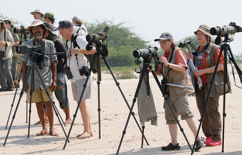 Terns and Gull watching