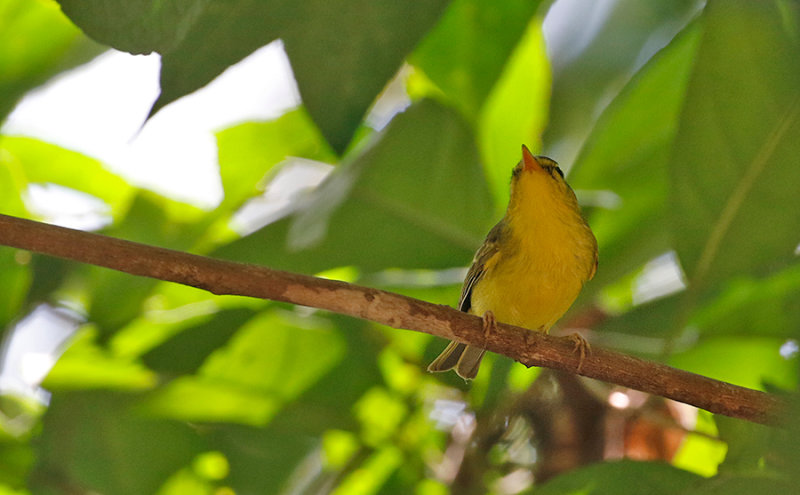 Sulphur-breasted Warbler