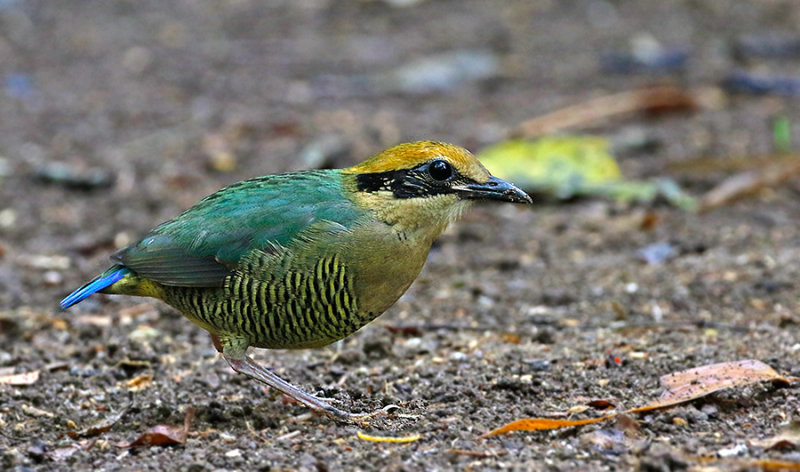 Bar-bellied Pitta, female