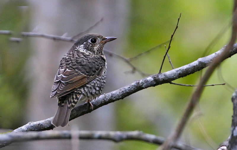 White-throated Rock Thrush