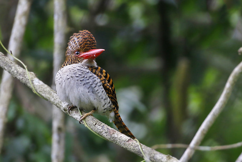 Banded Kingfisher