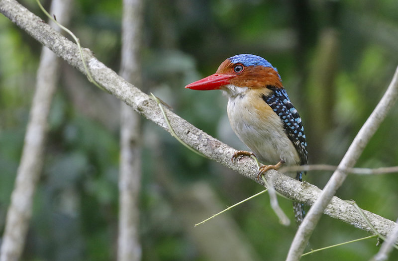 Banded Kingfisher