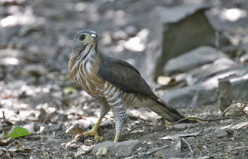 Crested Goshawk