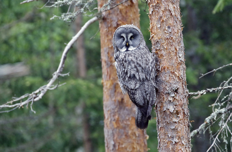 Great Gray Owl (Lappuggla)