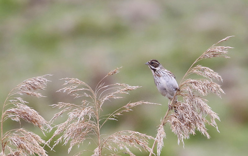 Common Reed Bunting, female