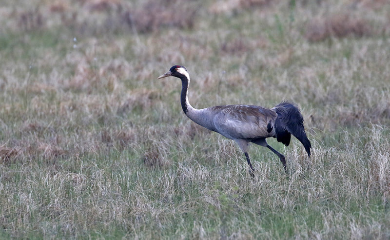 Common Crane (Trana)