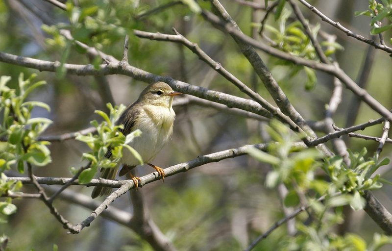 Willow Warbler (Lvsngare)