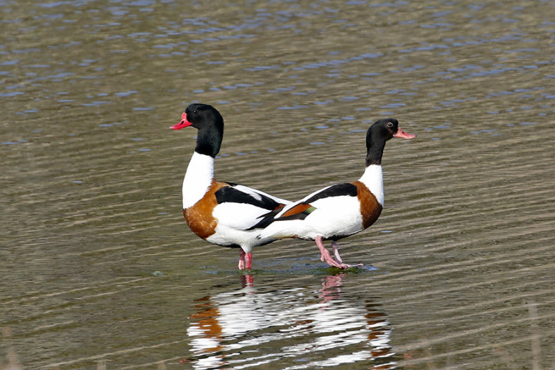 Common Shelduck (Gravand)