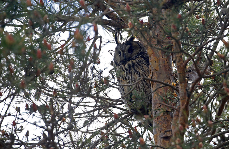 Horned Owl (Hornuggla)