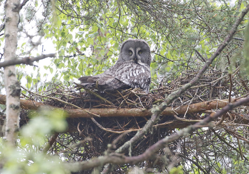 Great Gray Owl, female (Lappuggla)