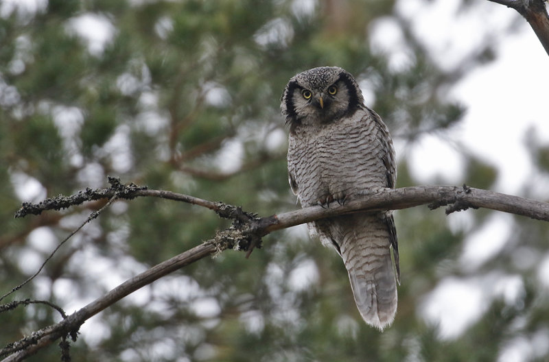 Northern Hawk Owl (Hkuggla)