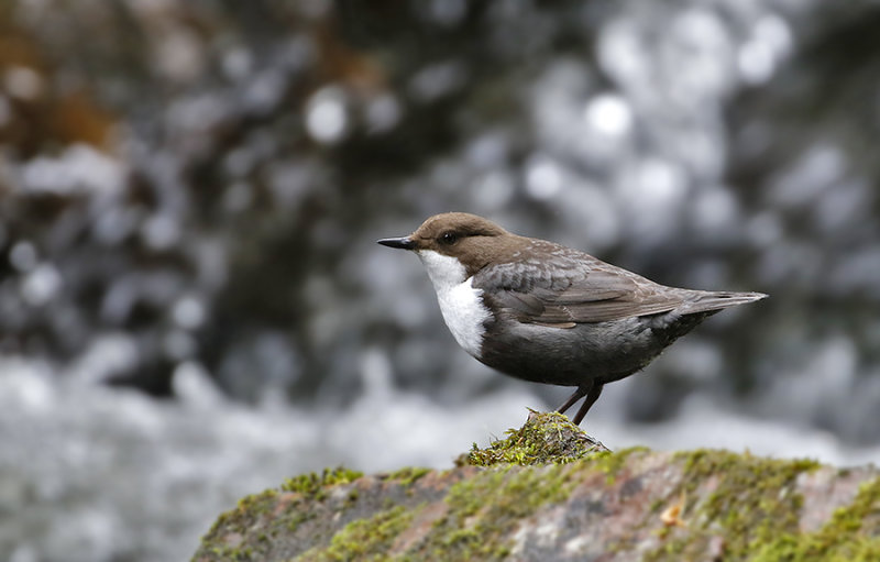 White-throated Dipper (Strmstare)