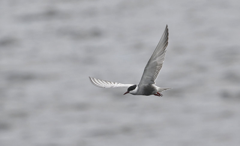 Whiskered Tern