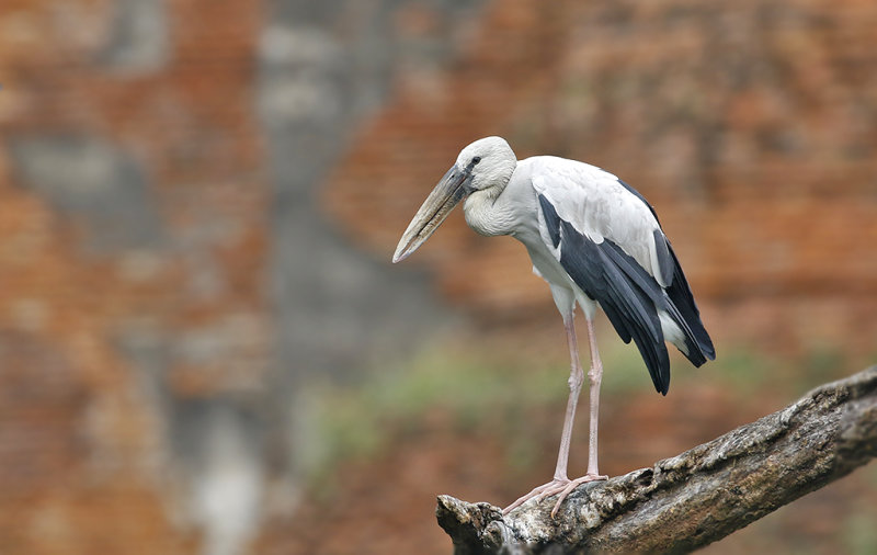 Asian Openbill