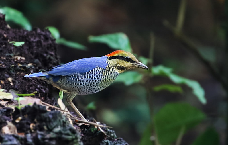 Blue Pitta