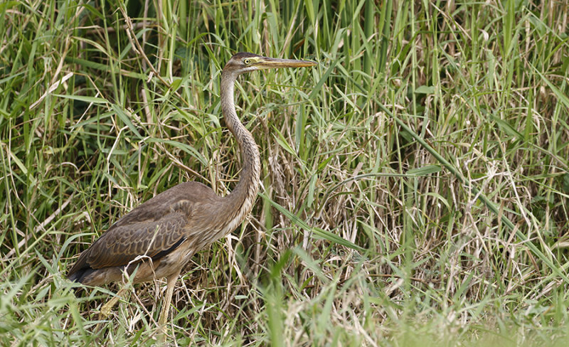 Purple Heron, juvenile