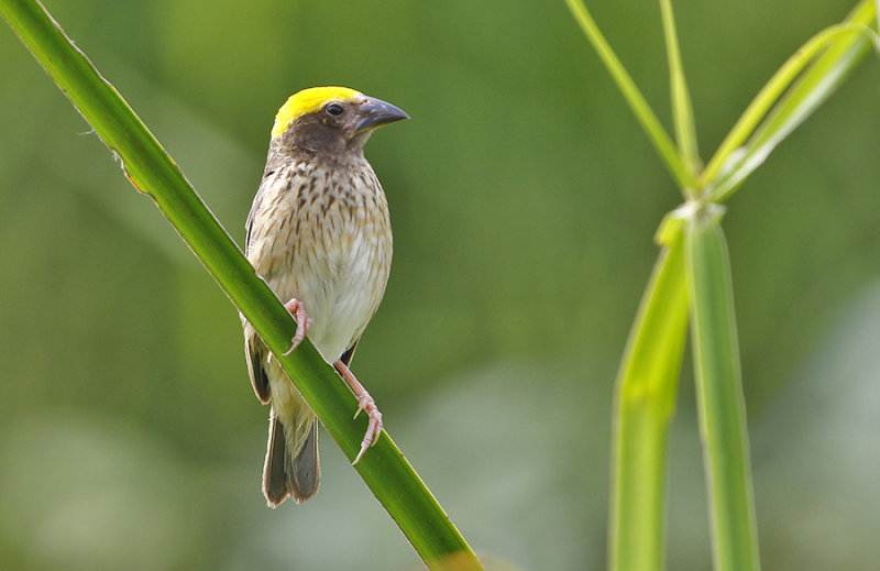 Streaked Weaver