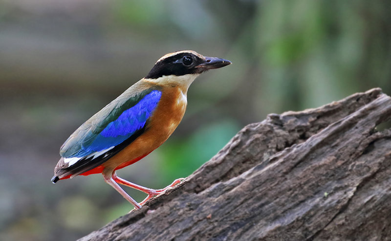 Blue-winged Pitta