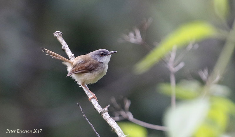 Rufescent Prinia