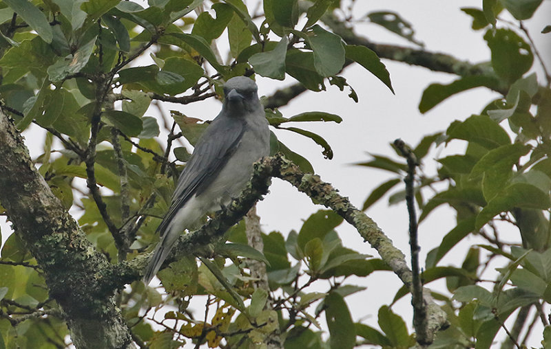 Large Cuckoo Shrike
