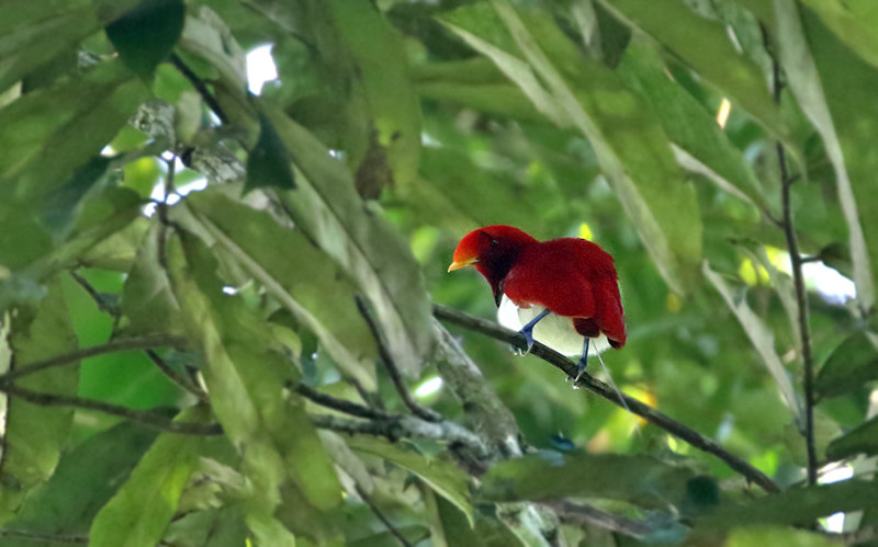 King Bird-of-Paradise