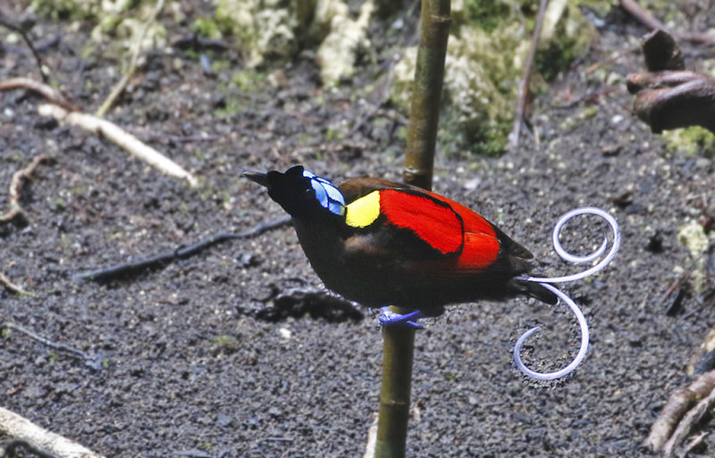 Wilson's Bird-of-Paradise