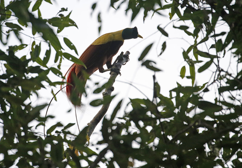 Red Bird-of-Paradise