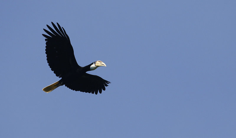 Papuan Hornbill, female