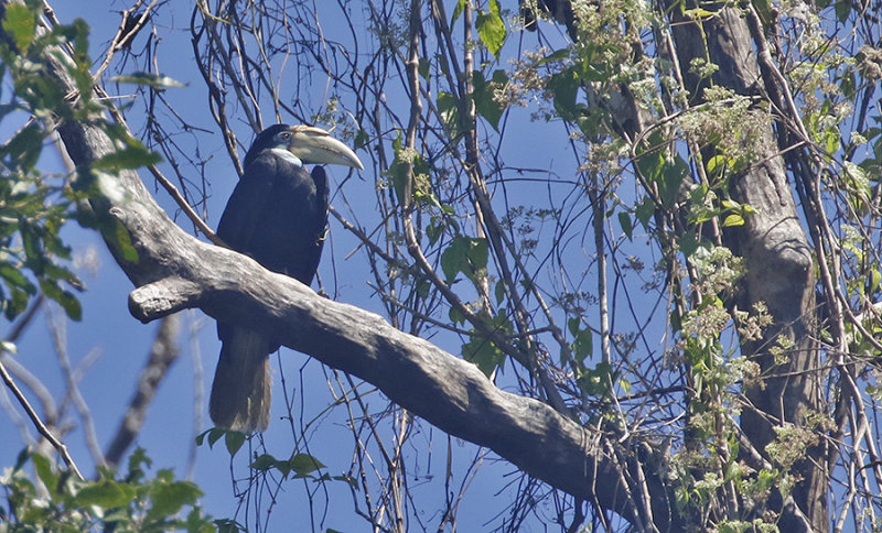 Papuan Hornbill, female