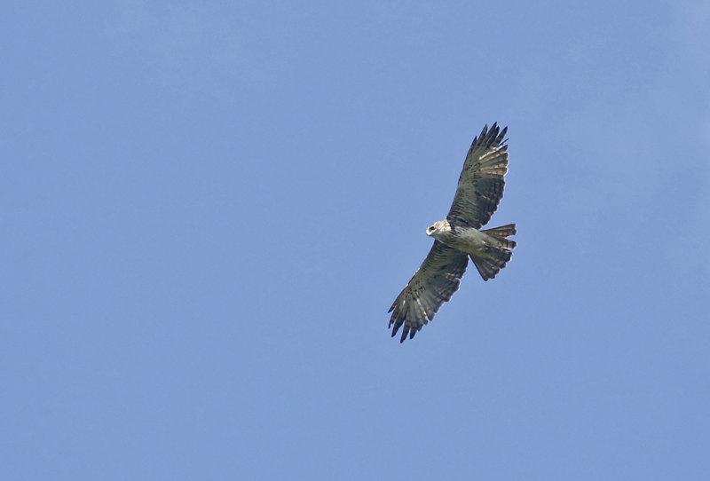 Pygmy Eagle