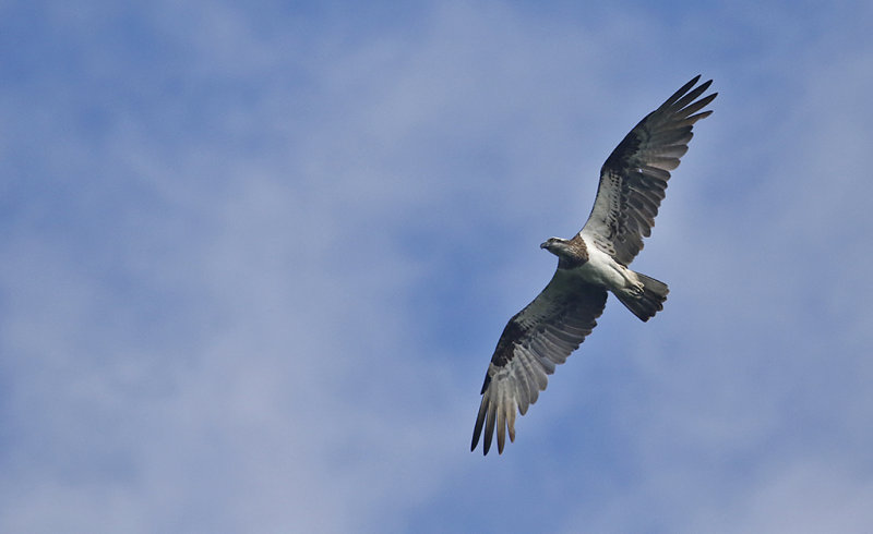 Eastern Osprey