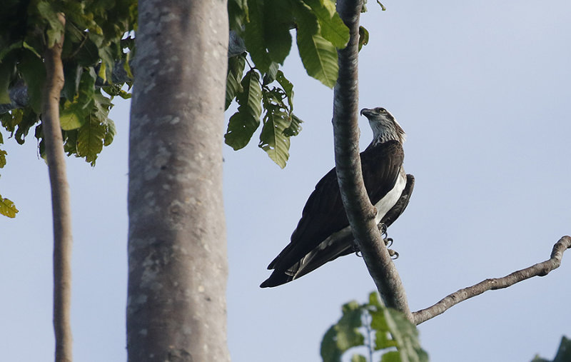 Eastern Osprey