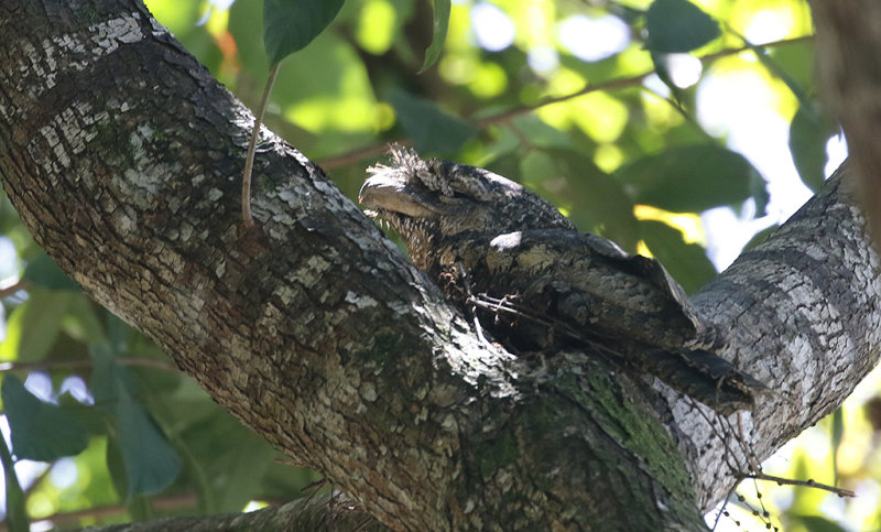 Marbled Frogmouth