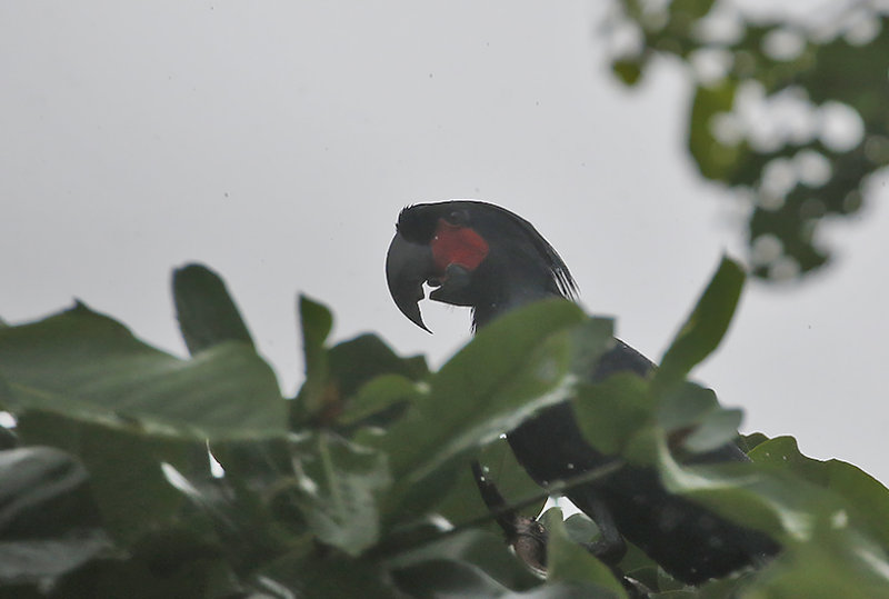 Palm Cockatoo