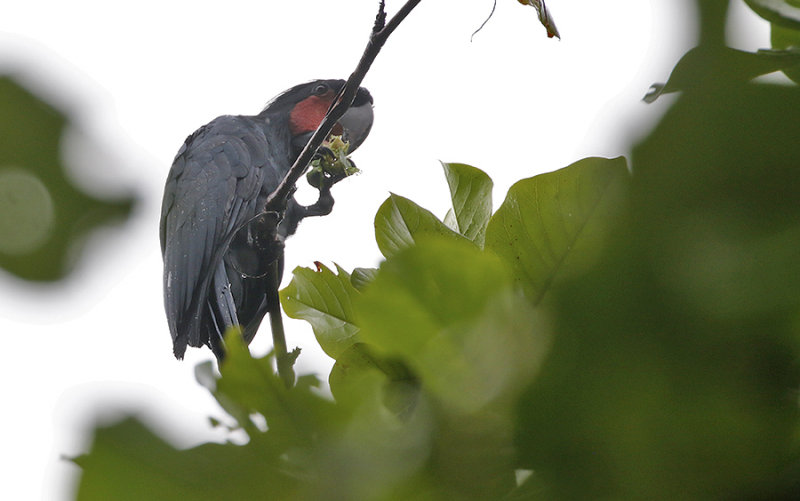 Palm Cockatoo