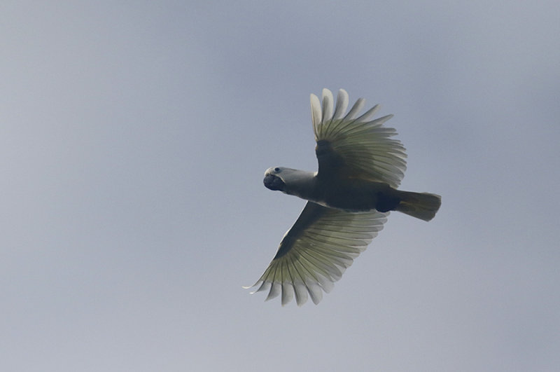 Sulphur-crested Cockatoo