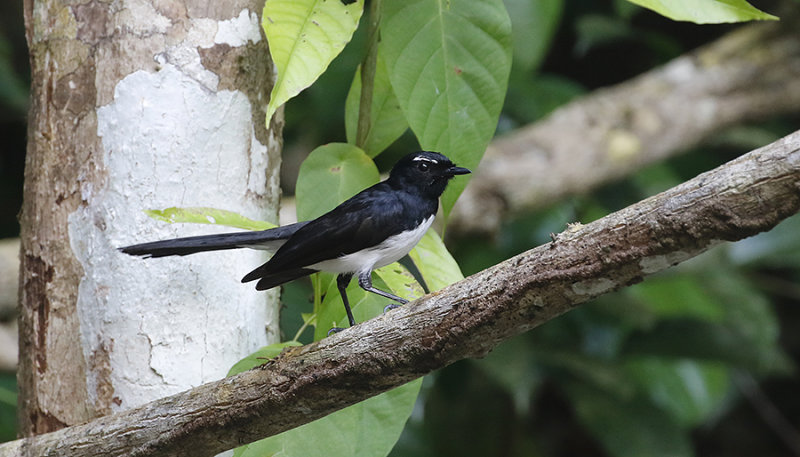 Willie Wagtail