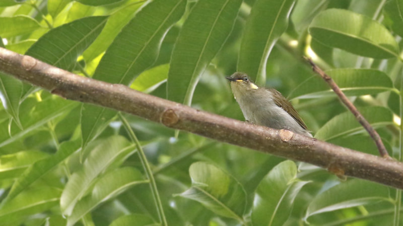 Mimic Honeyeater