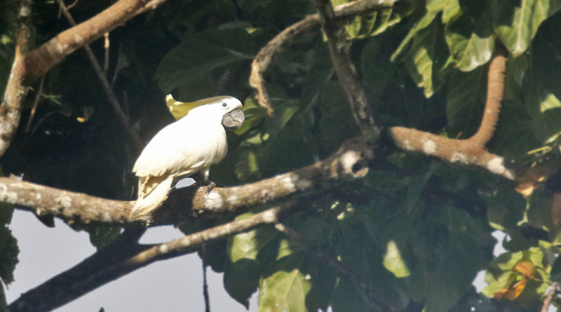 Sulphur-crested Cockatoo