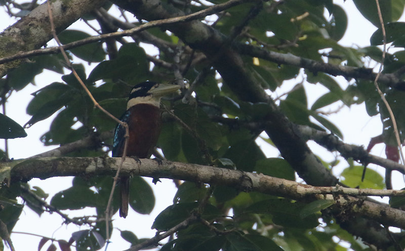 Rufous-bellied Kookabura