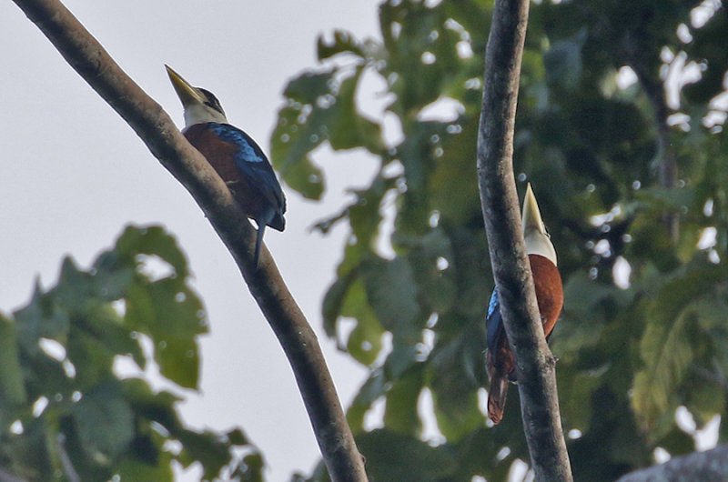 Rufous-bellied Kookabura