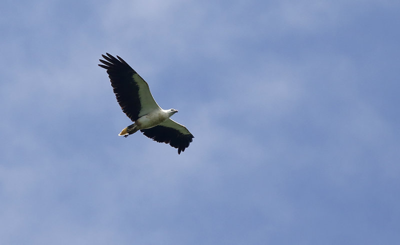 White-bellied Fish Eagle