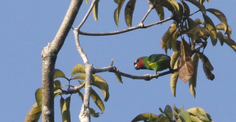 Double-eyed Fig Parrot