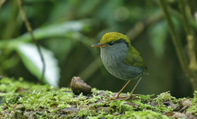 Slaty-bellied Tesia