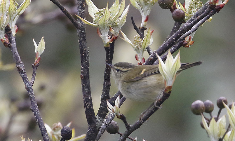 Buff-barred Warbler