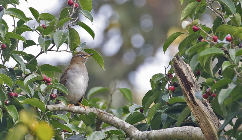 Grey-sided Thrush