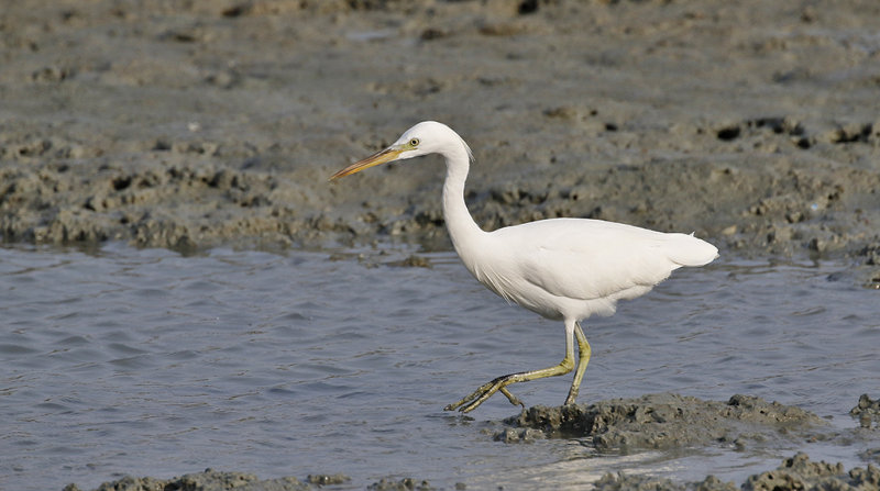 Chinese Egret