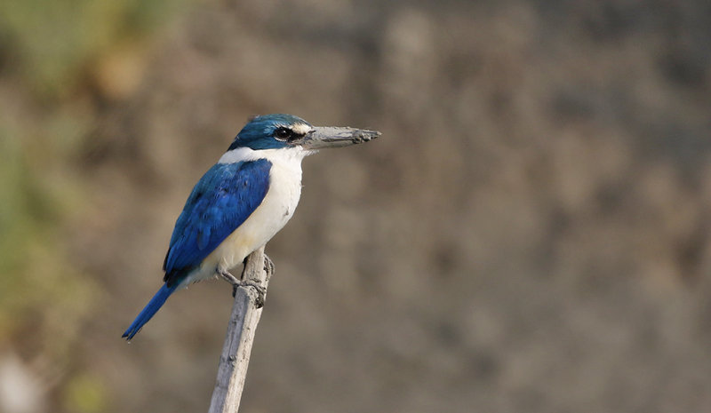 Collared Kingfisher